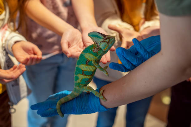 istock Chameleon on hand. Children study chameleon. Exotic pet. 2205265752