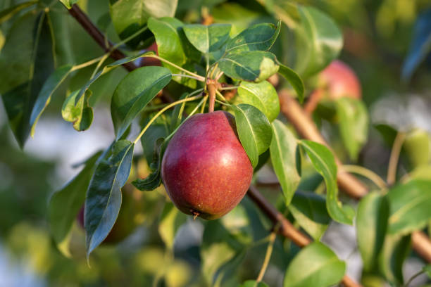 istock Ripe organic pears on a tree branch in the garden. 2205265943