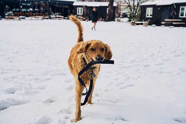 Dog runs with leash in mouth in snowy residential area, Flagstaff