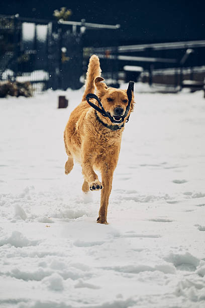 istock Dog runs with leash in snow 2205266173