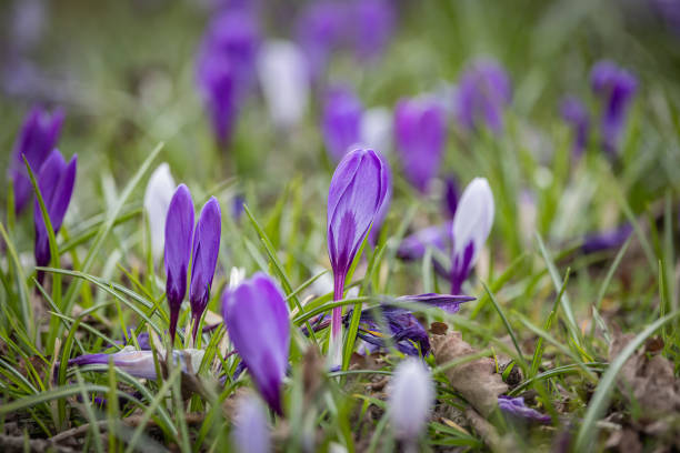 A close up of crocus flowers blooming in springtime
