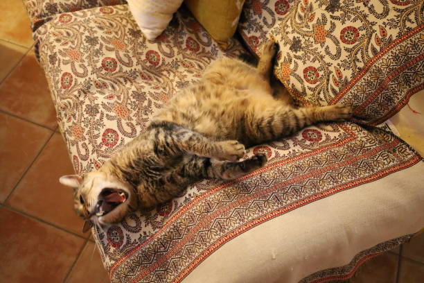 Cat yawns and stretches on couch