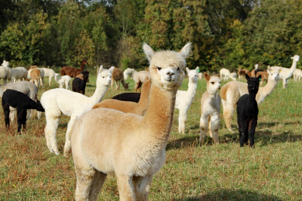 Alpaca in the pasture