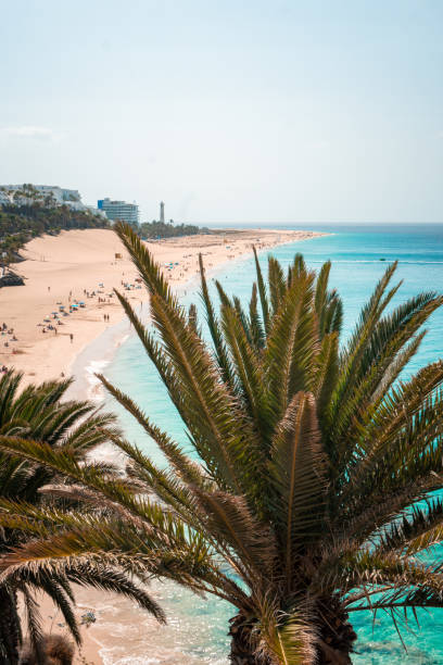 View past palm trees to beachside town on calm bay, Fuerteventura, Canary Islands