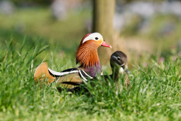 Male Mandarin Ducks Floating On Water