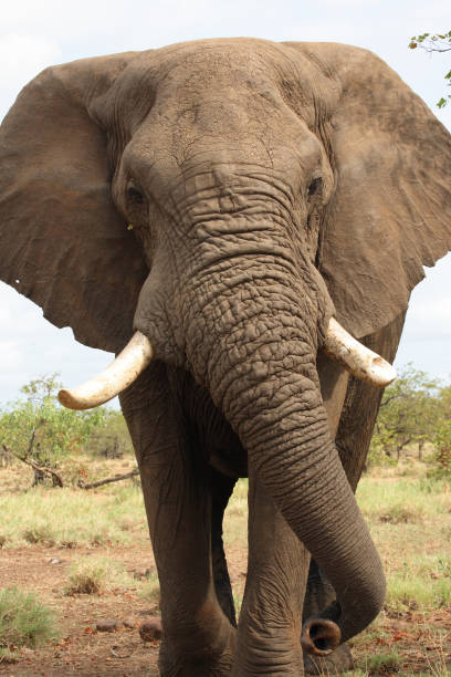 istock Afrikanischer Elefant / African elephant / Loxodonta africana 2205281287