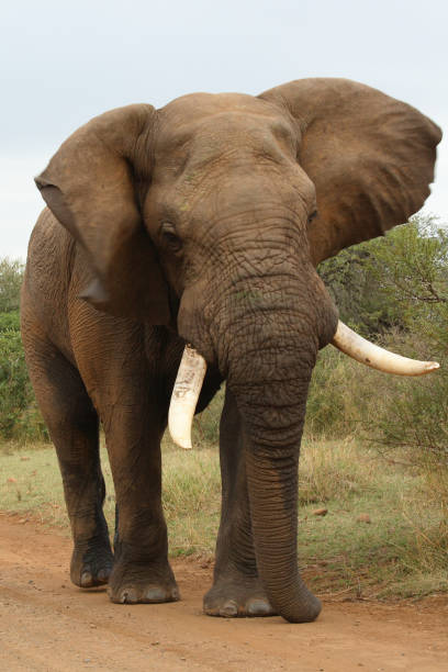 istock Afrikanischer Elefant / African elephant / Loxodonta africana 2205281300
