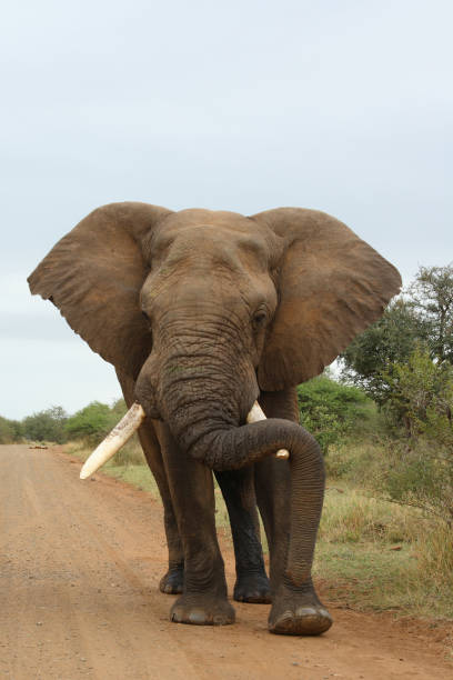 istock Afrikanischer Elefant / African elephant / Loxodonta africana 2205281313