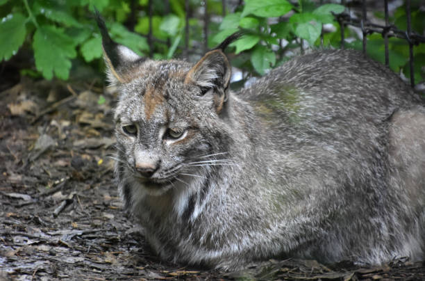 istock Resting Wild Lynx Cat in the Outdoors 2205281381