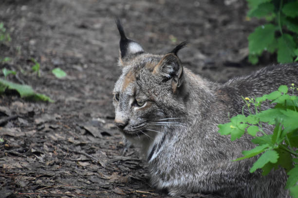 istock Fantastic Lynx Up Close and Personal in the Wild 2205281388