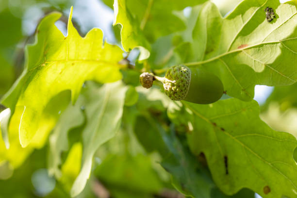 Close up of a green acorn hanging from an oak tree branch, surrounded by vibrant green leaves, illuminated by sunlight