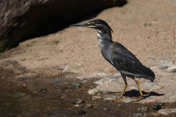 istock Mangrovenreiher / Greenbacked Heron / Butorides striatus 2205282071
