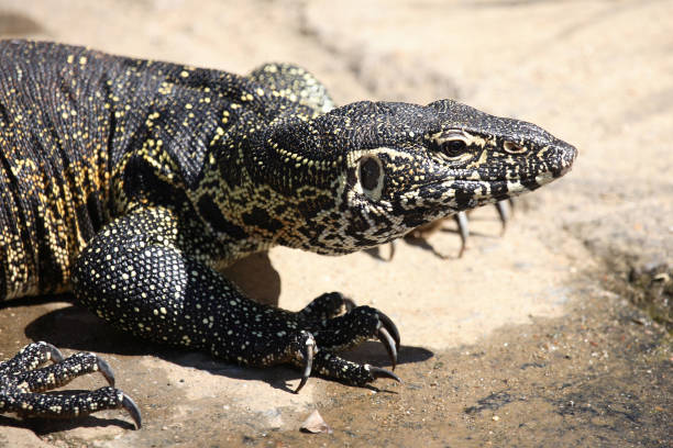 istock Nilwaran / Nile Monitor / Varanus niloticus 2205282103