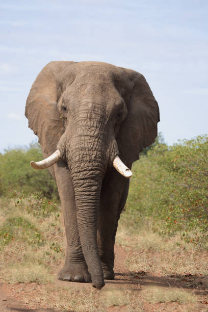 istock Afrikanischer Elefant / African elephant / Loxodonta africana 2205282218