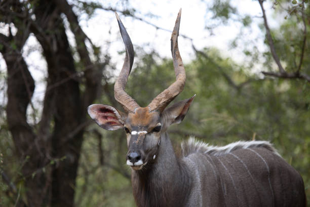 istock Nyala / Nyala / Tragelaphus angasii 2205282265