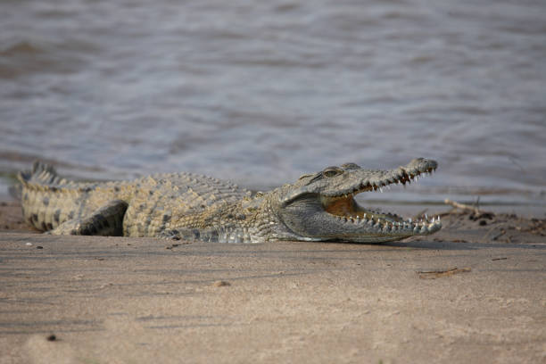istock Nilkrokodil / Nile Crocodile / Crocodylus Niloticus 2205282290