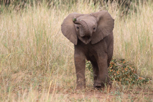 istock Afrikanischer Elefant / African elephant / Loxodonta africana 2205282471