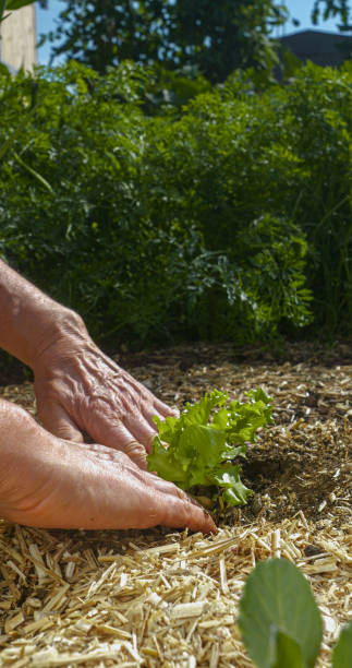 istock CLOSE UP: Diligent vegetable grower carefully plants a healthy lettuce seedling. 2205282520
