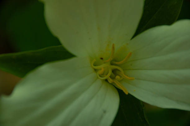 wild flower in the spring