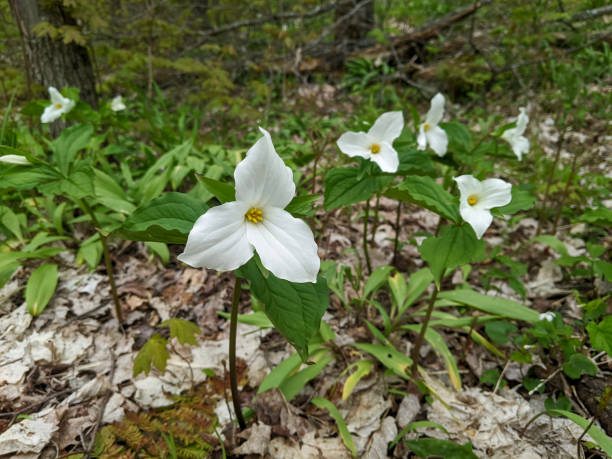 istock Multiple White Trillium Flowers Blooming on the Forest Floor 2205283294