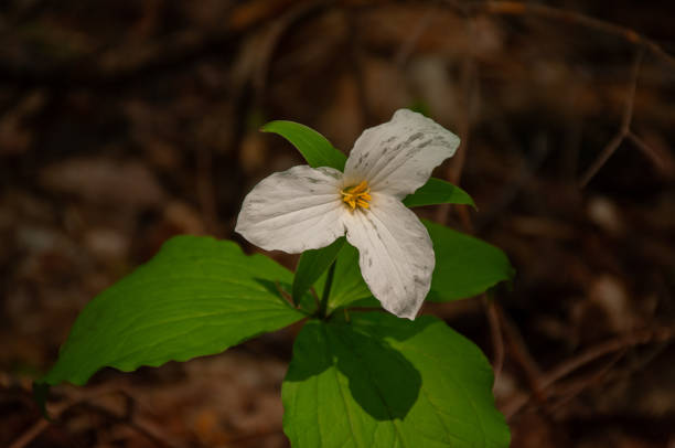 A white trillium wildflower next to an old log.  A scene from the spring in a MIchigan forest.