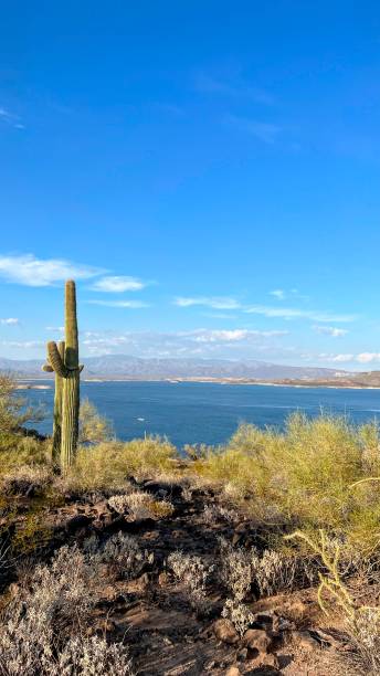 istock Saguaro Cactus Overlooking Lake and Mountains 2205286127