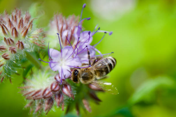 A honey bee (Apis mellifera) collecting nectar from a blooming purple Phacelia flower. Macro shot capturing intricate details of pollination, fuzzy body, and delicate floral structures.