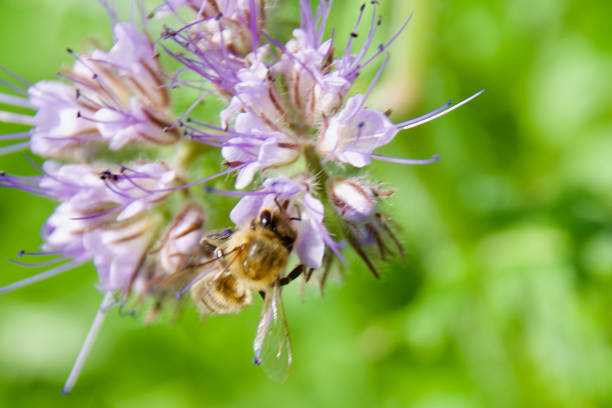 A honey bee (Apis mellifera) collecting nectar from a blooming purple Phacelia flower. Macro shot capturing intricate details of pollination, fuzzy body, and delicate floral structures.