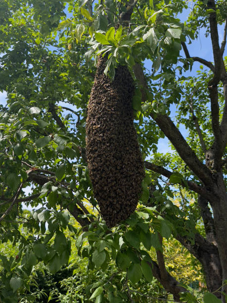 istock A large honey bee (Apis mellifera) swarm clustered on a tree branch 2205287315