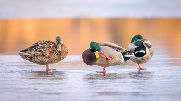 istock Mallard ducks standing on ice scratching their face 2205288052