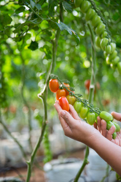 istock Smart farming techniques hydroponic salad vegetables technology tomato red green ensuring fresh sustainable produce agriculture promotes healthy eating support farmer living local community non gmo 2205290342
