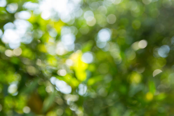 istock Business concept nature revolves around citrus orchard orange tree are growing, vibrant fruit organic lush leaves creating stunning background, green garden of thriving crop ripe laden with branches 2205290449