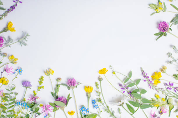 istock beautiful wild flowers on white background 2205293072