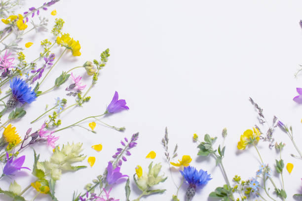 beautiful wild flowers on white background