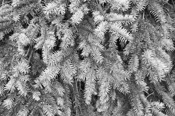 Monochrome image of evergreen spruce branches creating a serene plant background in nature.