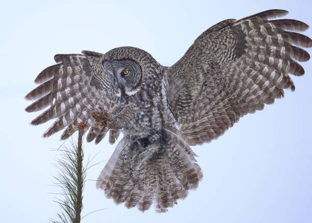 istock Great gray owl landing in snow. 2205294085