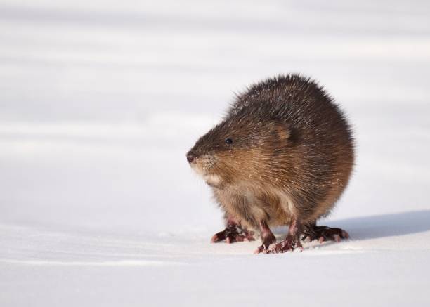 istock Muskrat on Snowy Landscape 2205294087