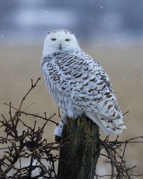 istock Snowy owl perched in winter landscape. 2205294088