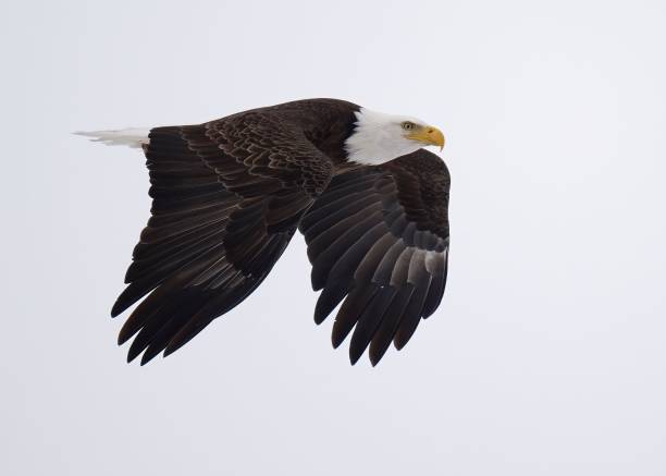 istock Majestic bald eagle soaring in the sky. 2205294092
