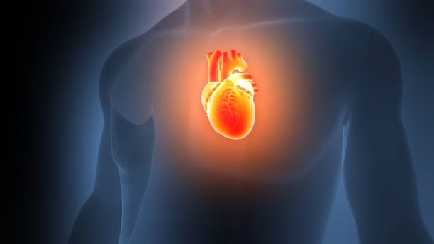 istock Human Circulatory System Heart Anatomy 2205296859