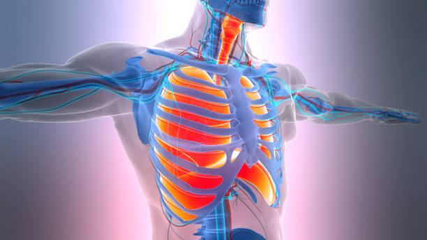 istock Human Respiratory System Lungs with Diaphragm Anatomy 2205296860