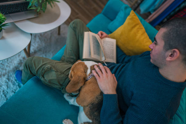 istock A young man sits on the sofa in a beautiful apartment with his beagle, reading a book while gently petting his dog. A perfect moment that blends enjoying the company of a pet with a passion for reading. 2205297974