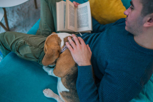 istock A young man sits on the sofa in a beautiful apartment with his beagle, reading a book while gently petting his dog. A perfect moment that blends enjoying the company of a pet with a passion for reading. 2205297975