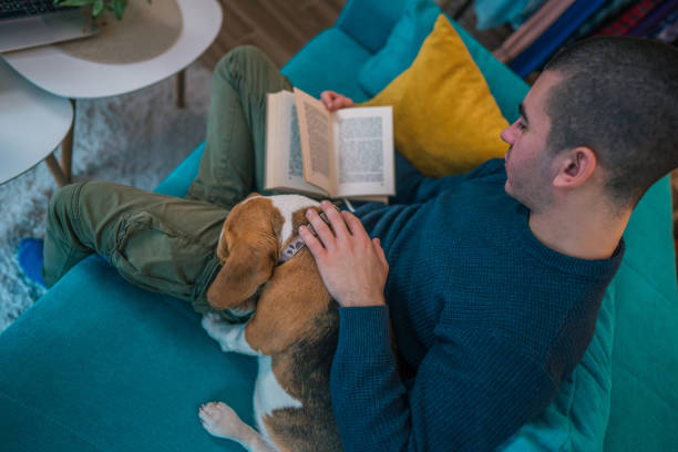 istock A young man sits on the sofa in a beautiful apartment with his beagle, reading a book while gently petting his dog. A perfect moment that blends enjoying the company of a pet with a passion for reading. 2205299016