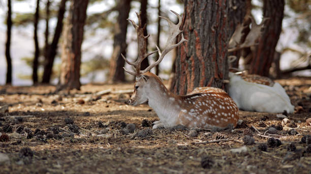 A peaceful forest scene featuring deer walking gracefully and resting among the trees. A majestic buck with impressive antlers stands prominently, exuding strength and elegance amidst the tranquil woodland. Sunlight filters through the canopy, casting a soft glow on the forest floor, highlighting the natural harmony of wildlife in its serene habitat. Perfect for themes of nature, wildlife, and conservation.