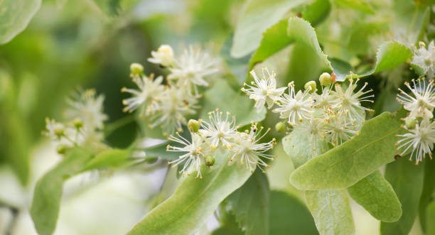 istock Linden tree blooming with delicate white flowers in spring 2205301531