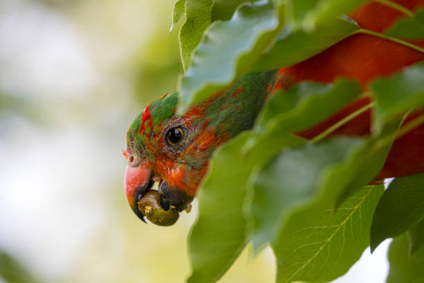 Photograph of an Australian King Parrot eating berries in a green leafy tree in the Blue Mountains in New South Wales, Australia.