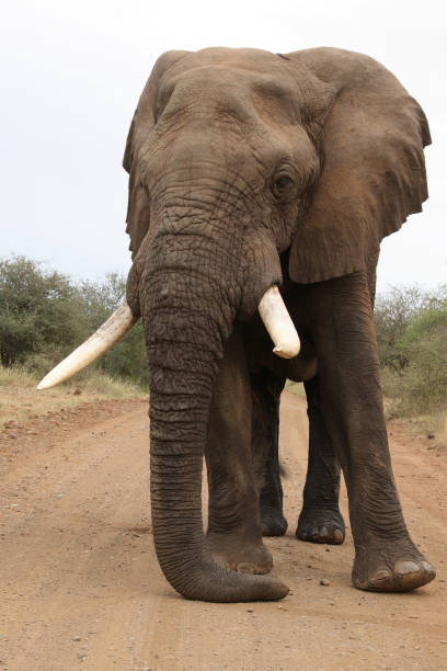 istock Afrikanischer Elefant / African elephant / Loxodonta africana 2205304684