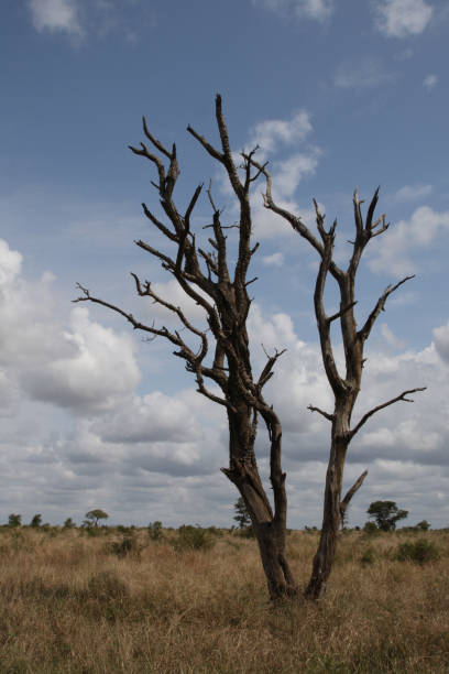 istock African Bush / African Bush / 2205304816