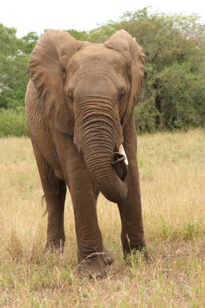 istock Afrikanischer Elefant / African elephant 2205305127